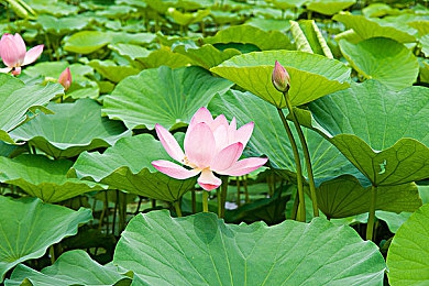 男男暴菊无套网站｜揭秘“男男暴菊无套网站”：网络暴力阴影下的隐秘角落-1