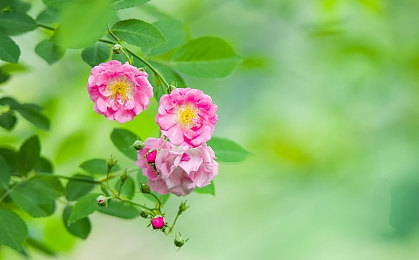 向日葵apple色板免费｜色彩盛宴，向日葵色板免费绽放设计界