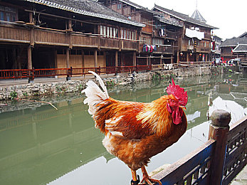 全彩母系白衣邪恶团｜“全彩母系白衣邪恶团”：神秘组织浮出水面，警方重拳出击破案警示社会-1