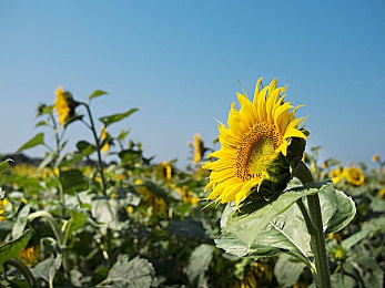 国产51黑料每日吃瓜｜“瓜界风向标”：揭秘行业黑料，每日新鲜速递-5