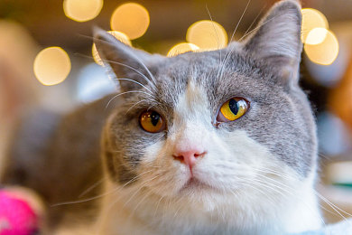 性猛交乱大交派对｜网络直播迷雾：揭秘性猛派对伦理风波-2