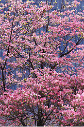 丁香五月婷婷六月天｜盛夏丁香花开，文化活动点亮城市生活