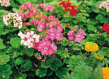 强迫校花穿短裙憋尿｜揭秘校花憋尿短裙之谜：校园霸凌的隐痛与反思