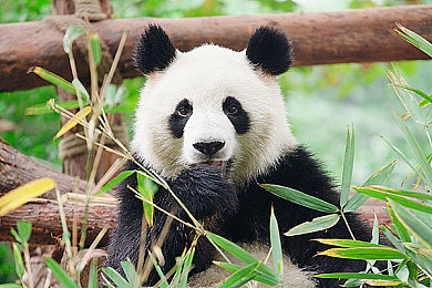 欧洲一二三四区综合｜欧洲风云录：一体进程中的政治、经济、文化大挑战