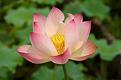 花季传媒V3.0.7.2｜畅享社交新体验，探索丰富内容与隐私保障-1