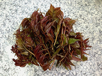 校花自慰｜网络风暴中的校花自慰事件：性教育、网络素养与女性权益的反思-2