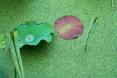 芭乐视频最旧的版本｜芭乐旧影：追溯视频平台初代记忆，重温青春岁月-2