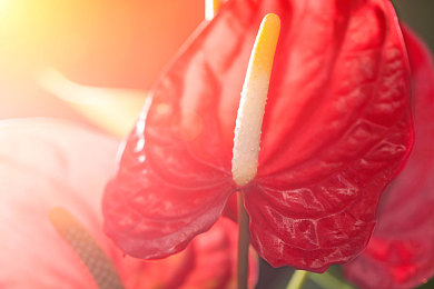 芃芃大人小皮鞋红绿灯寸止｜“皮鞋红绿灯，芃芃大人街头倡导文明交通，城市秩序焕新颜”-2